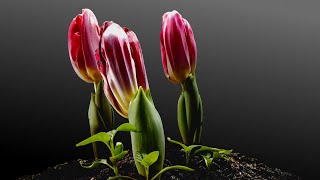 Tulips Growing Time Lapse  90 Days From Bulbs [upl. by Ettecul]