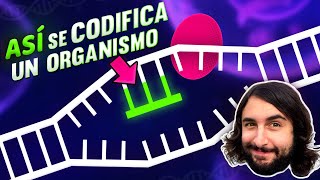 Guía Básica sobre el CÓDIGO GENÉTICO  Transcripción y Traducción del ADN  Aprende ciencia [upl. by Nyrehtac]