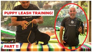 How To Leash Train Your Puppy Dog Tips [upl. by Walburga]