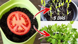 🍅🍅 Germinar tomates en 5 días en casa  Sembrar plantar y cultivar tomates [upl. by Stagg]