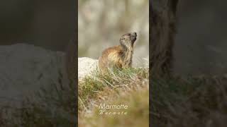 Marmotte  La Maurienne Nature [upl. by Enyrhtac]