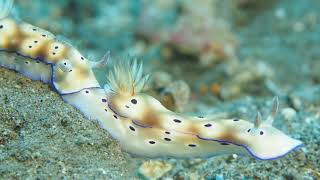 Nudibranch Trailing [upl. by Carlick]