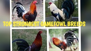 TOP STRONGEST GAMEFOWL BREEDS [upl. by Minnnie]