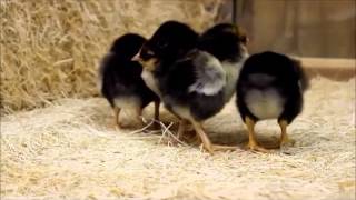 Golden Laced Wyandotte Chicks [upl. by Cosimo]