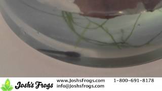 Dart Frog Tadpole Care Video [upl. by Werd264]