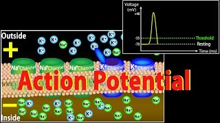 Action Potential in Neurons Animation [upl. by Emirac541]