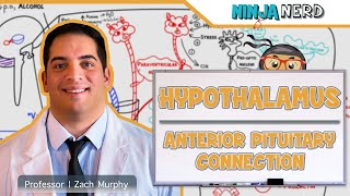 Endocrinology  Hypothalamus Anterior Pituitary Connection [upl. by Lodge]