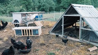 5 Chicken Coops That Work  5 Brilliant Ways [upl. by Salita647]