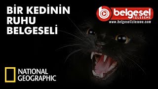 Bir Kedinin Ruhu Belgeseli  Türkçe Dublaj [upl. by Nagard]