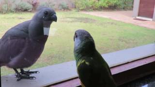 quotGo away birdquot growls the senegal parrot [upl. by Yeruoc]