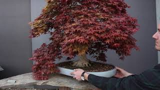 Maple Bonsai inspiration [upl. by Heinrick]