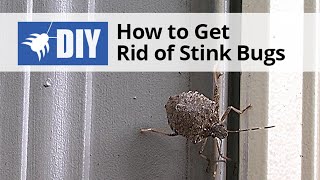 How to Get Rid of Stink Bugs  DoMyOwncom [upl. by Eciralc573]