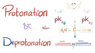 Amino Acids Part 3 pH and Pka  Biochemistry for MCAT DAT NEET [upl. by Bobette]