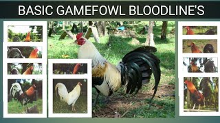 GAME FOWL BLOODLINES Origin amp Characteristics [upl. by Assilac]