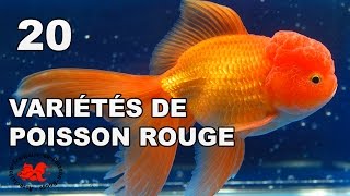 Poisson rouge  Variétés et races [upl. by Berey]