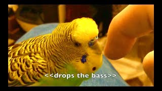 Talking Parakeet Budgie Talks Nonstop Captioned [upl. by Acinorahs]