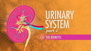 Urinary System Part 1 Crash Course Anatomy amp Physiology 38 [upl. by Wynne]