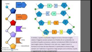 Il DNA struttura e replicazione [upl. by Neddra]