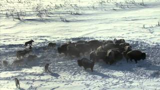 Frozen Planet BBC  David Attenborough  HD Episode 1 Part 2 [upl. by Honey]