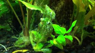 Planted Aquarium Question Seachem FlourishExcel [upl. by Valora]