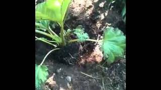 How to Plant a Gunnera [upl. by Alikee449]