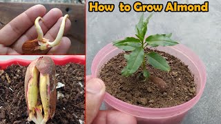 How to grow Almond tree at Home  The EASIEST Way to Grow Almonds Tree [upl. by Dnilasor342]