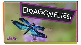 Super Strong Dragonflies [upl. by Humo]