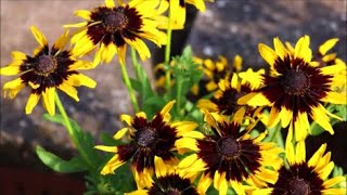 How to Grow Rudbeckia from Seed [upl. by Jessika]