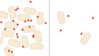 Quorum Sensing [upl. by Grantley]