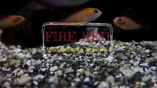 Apistogramma Agassizii Fire Red  Care Guide [upl. by Casteel]