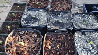 Germinate the difficult leucospermum from seed protea  the easy way  with a surprise ending [upl. by Enneyehc218]