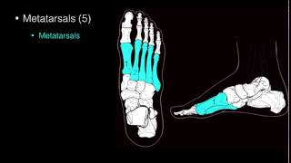 Osteo of Ankle and Foot [upl. by Conger539]