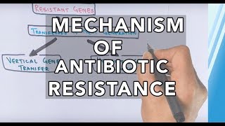 Mechanism of Antibiotic Resistance [upl. by Shandee]