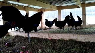 Pure Black McRae Gamefowl [upl. by Anoel]