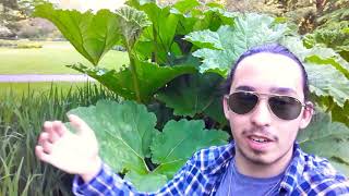 Gunnera manicata basics  Giant Rhubarb  Chilean Rhubarb  Giant Ornamental Rhubarb [upl. by Audrie267]