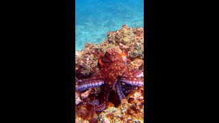 Crazy Octopus Camouflage [upl. by Wilden405]