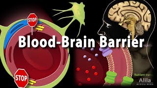 Blood Brain Barrier Animation [upl. by Kcirevam]