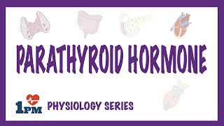 Parathyroid Hormone PTH  Endocrinology [upl. by Bunce]