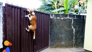 Dog Escape Artists Compilation  The Dodo [upl. by Harad]