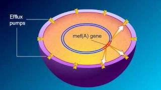 Macrolides Mechanisms of Action and Resistance [upl. by Villada]