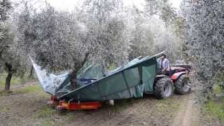 raccolta olive con scuotitore berardinucci [upl. by Vanna]