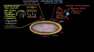 Antibiotiques  Ep 2  mécanisme daction  Docteur Synapse [upl. by Gnauq]