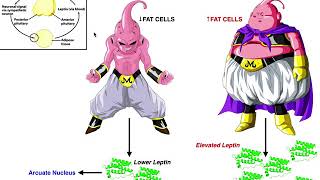 Leptin Function Signaling via the LepR amp Overall Physiological Effects [upl. by Tolkan854]