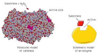 The Enzyme Catalase and How It Works [upl. by Glinys]