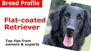 Flatcoated Retriever Dog Breed Guide [upl. by Adnirim408]