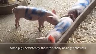 Belly nosing in pigs [upl. by Rockafellow]