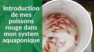 Introduction de poisson rouge aquaponie [upl. by Ragucci]