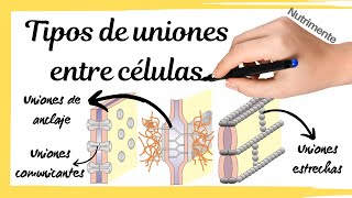 Tipos de UNIONES entre las CÉLULAS [upl. by Ikkela101]