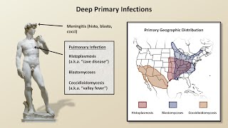 An Overview of Fungal Infections Fungal Infections  Lesson 2 [upl. by Annie]