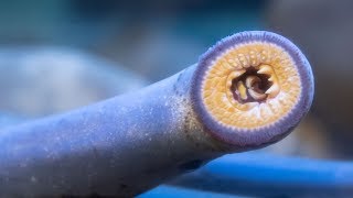 The Pacific lamprey your ancient neighbor [upl. by Nihcas]